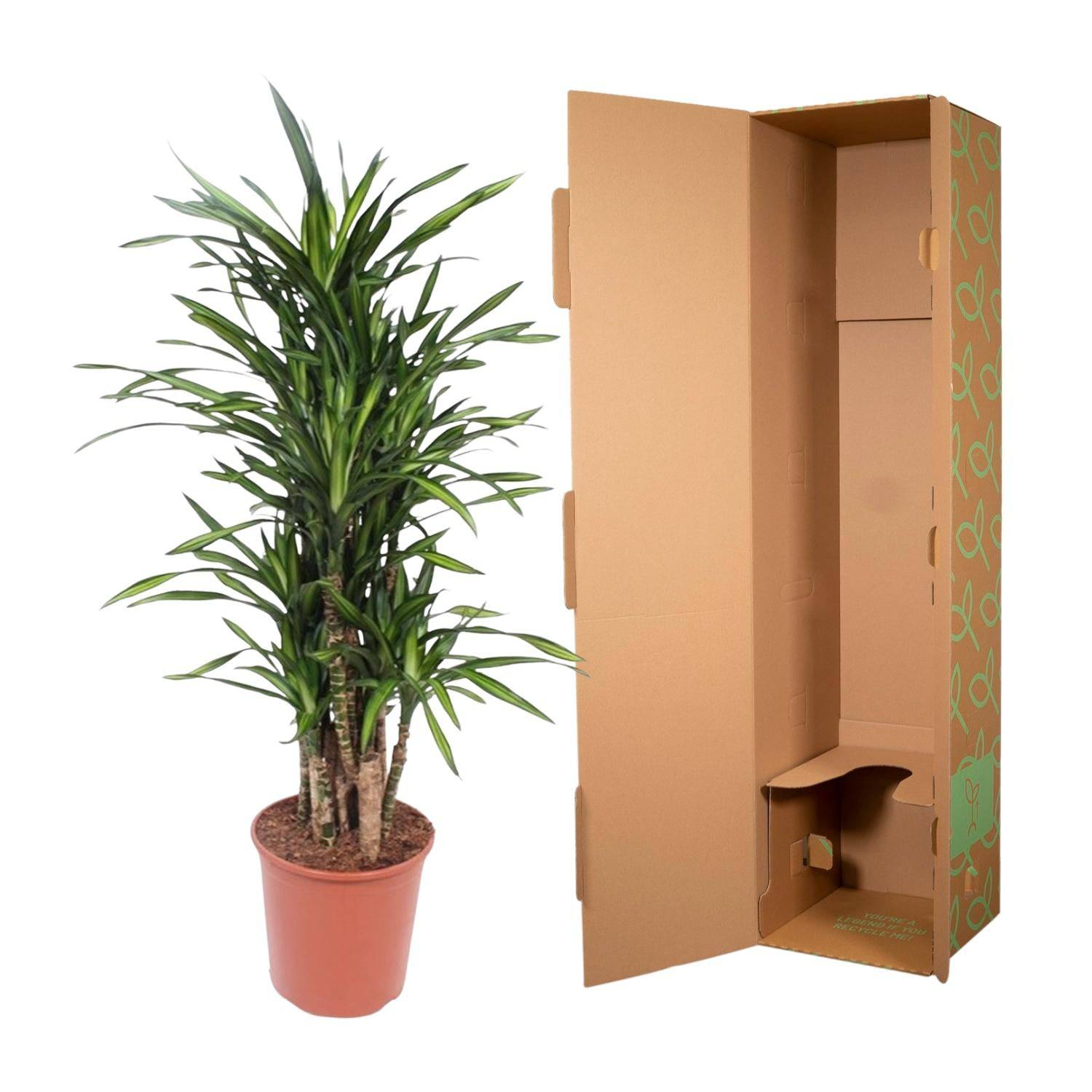 Dracaena Riki – 140 cm – Ø30 - Botanic-Vibes