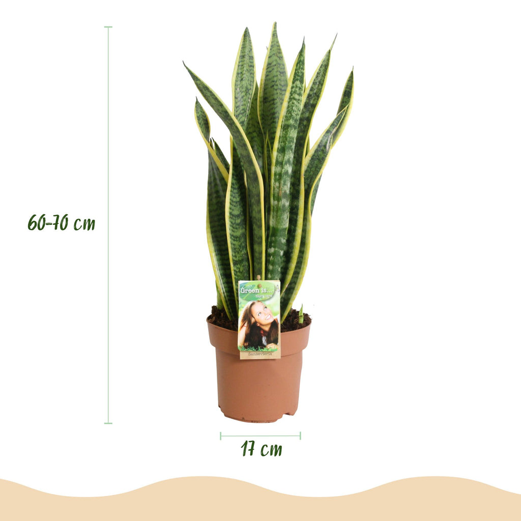 Zimmerpflanzen, Sansevieria Laurentii, Schwiegermutterzunge, Wenig Pflege, Grün, Gelb, 1 Pflanze, Topf 17 cm, 60-70 cm
