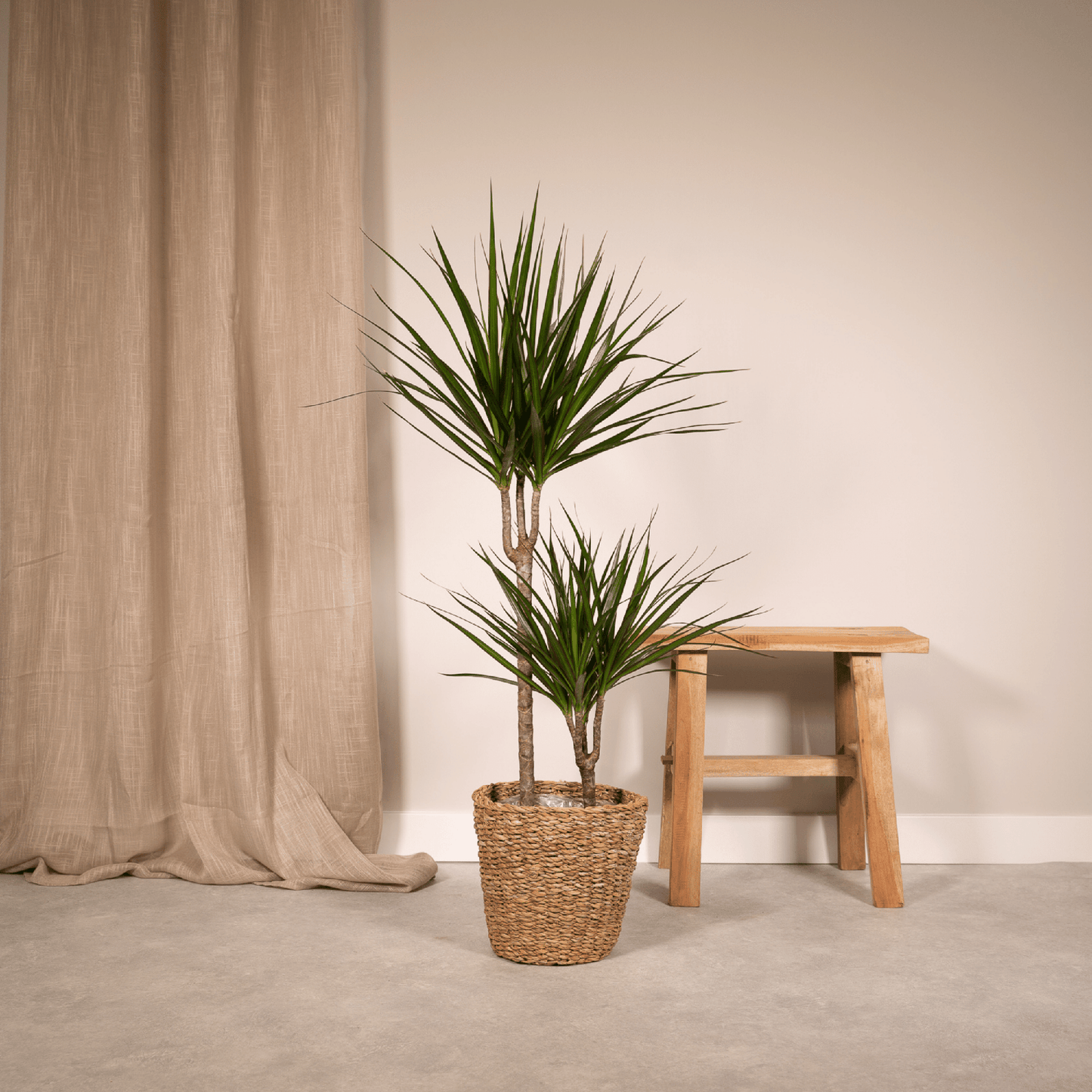 Dracaena Marginata – Ø19 – 100 cm - Botanic-Vibes