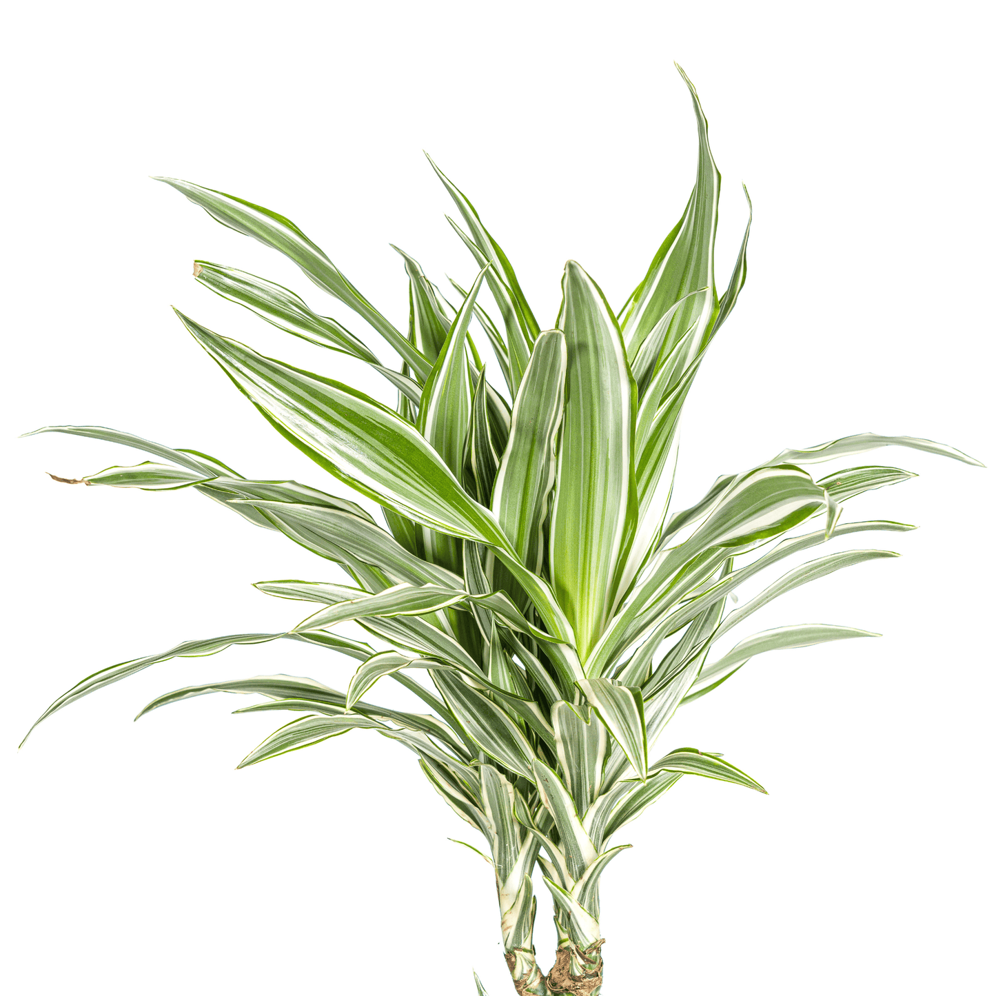 Dracaena Deremensis White Stripe Ø24cm - ↕130 - 150cm - Botanic-Vibes
