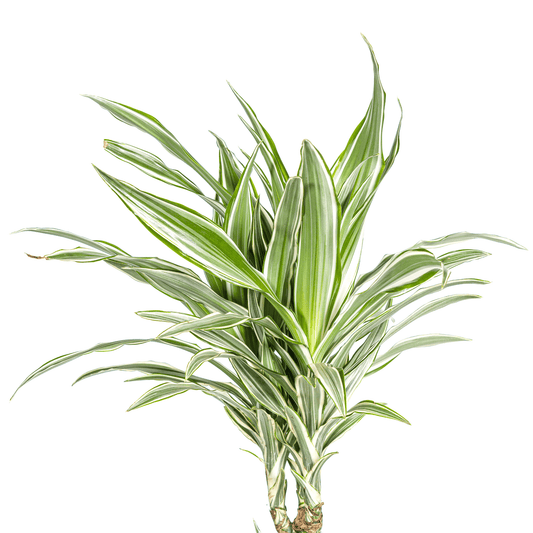 Dracaena Deremensis White Stripe Ø24cm - ↕130 - 150cm - Botanic-Vibes