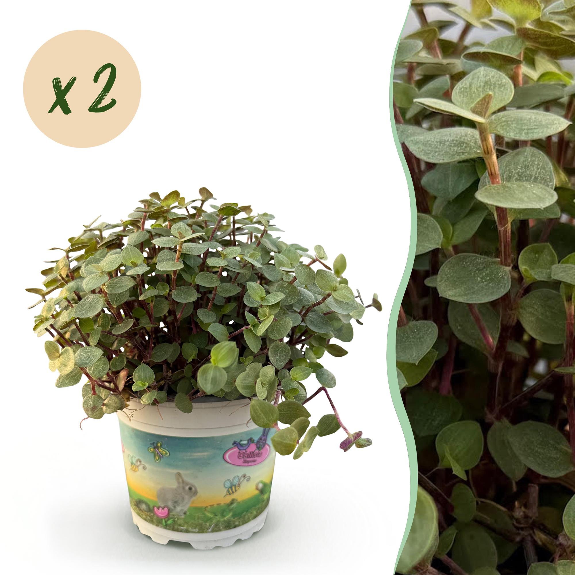 Green boutiQ, Zimmerpflanze, Calissia repens, Katzengras, Haustierfreundlich, Grün, Topf 12cm, Höhe 17, 20cm