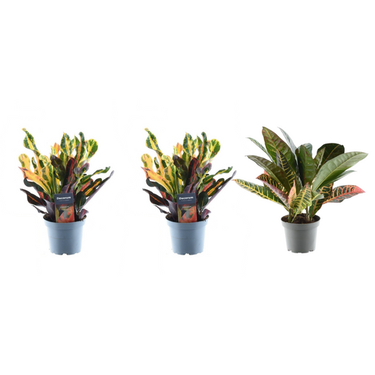 3× Croton codiaeum Mix – 30 cm – Ø12