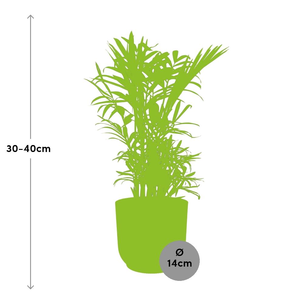 Chamaedorea Elegans im ELHO Vibes Fold, 14 cm, rosa