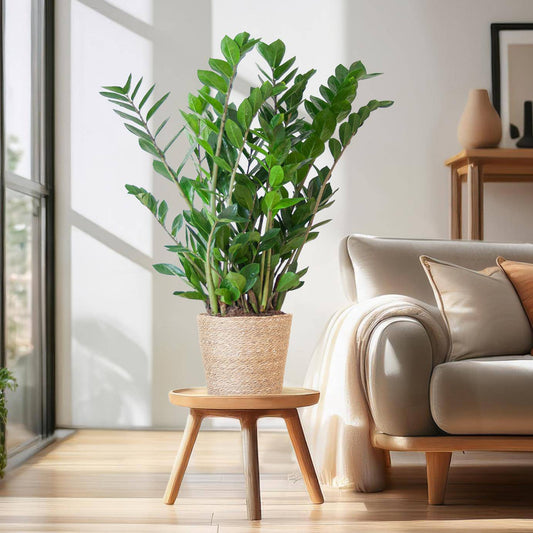 Zamioculcas Zamiifolia mit Sofia-Korb natur  - 80cm - Ø21 - Botanic-Vibes