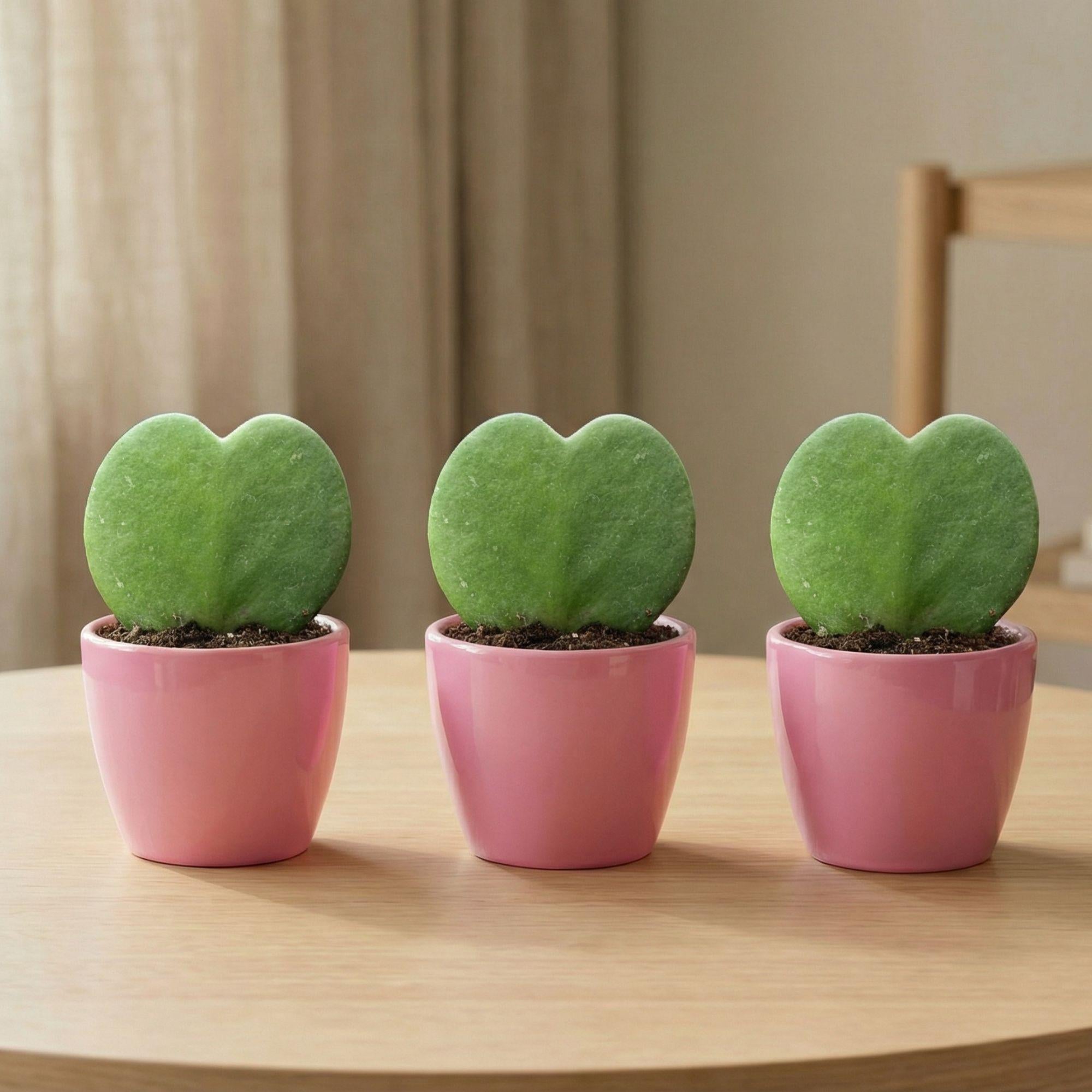 Sweetheart Pflanzenset (Hoya Kerrii), 3x Topf & Pflanze, rosa