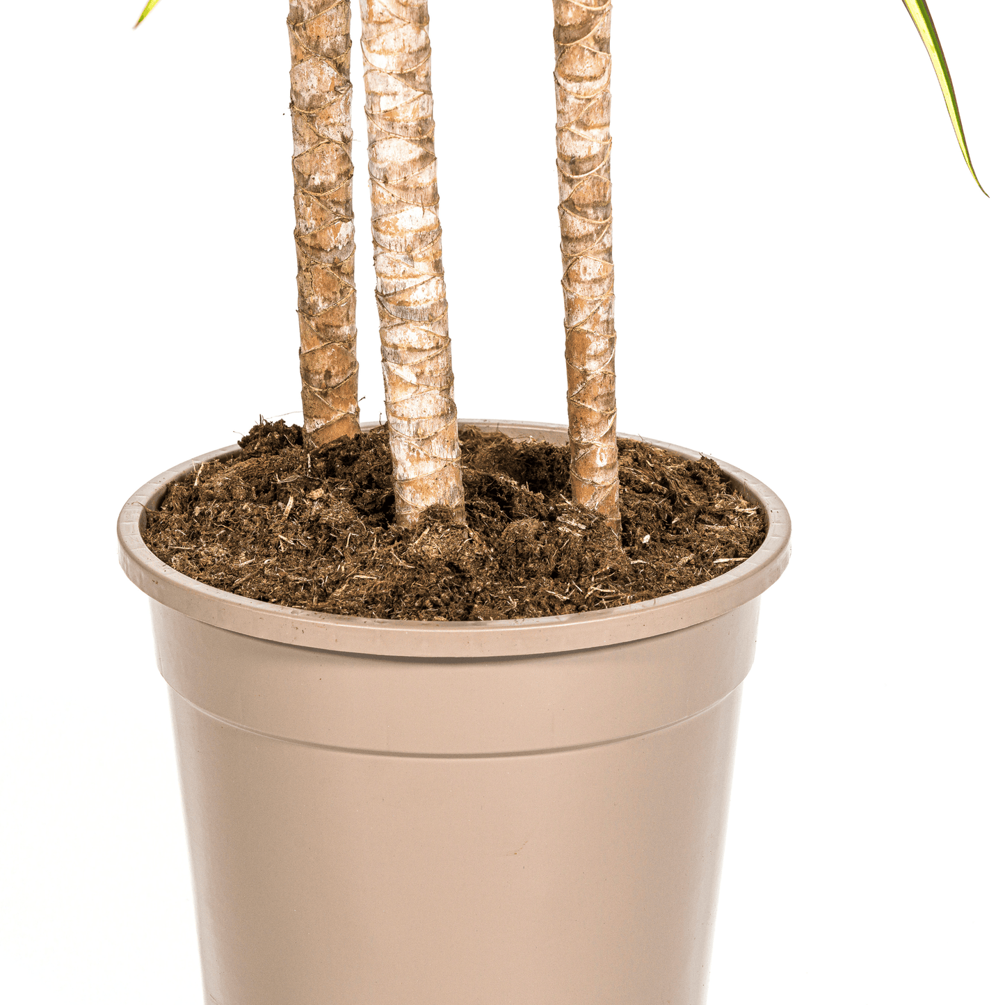 Dracaena Marginata Sunray Ø24cm - ↕130 - 150cm - Botanic-Vibes