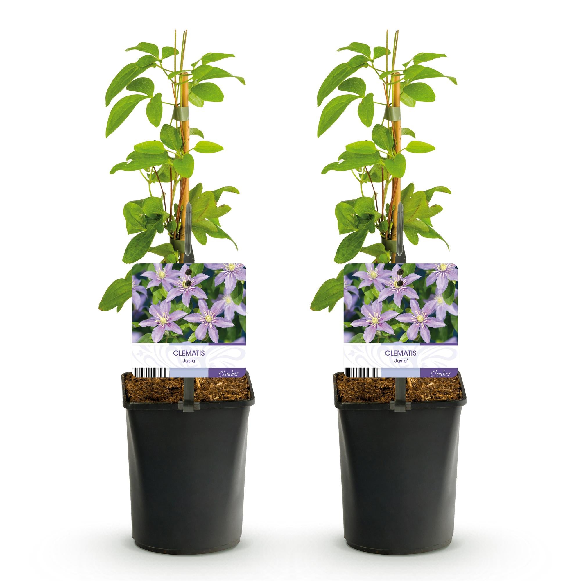 Kletterpflanze, Clematis Justa, Blüte Hellblau, Wenig Pflege, 2 Pflanzen, Topf 11 cm 40 cm