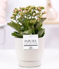 Kalanchoe Rosa In P&PURE Ivy Ceramics Shiny Weiß, Ø12 cm, 27 cm