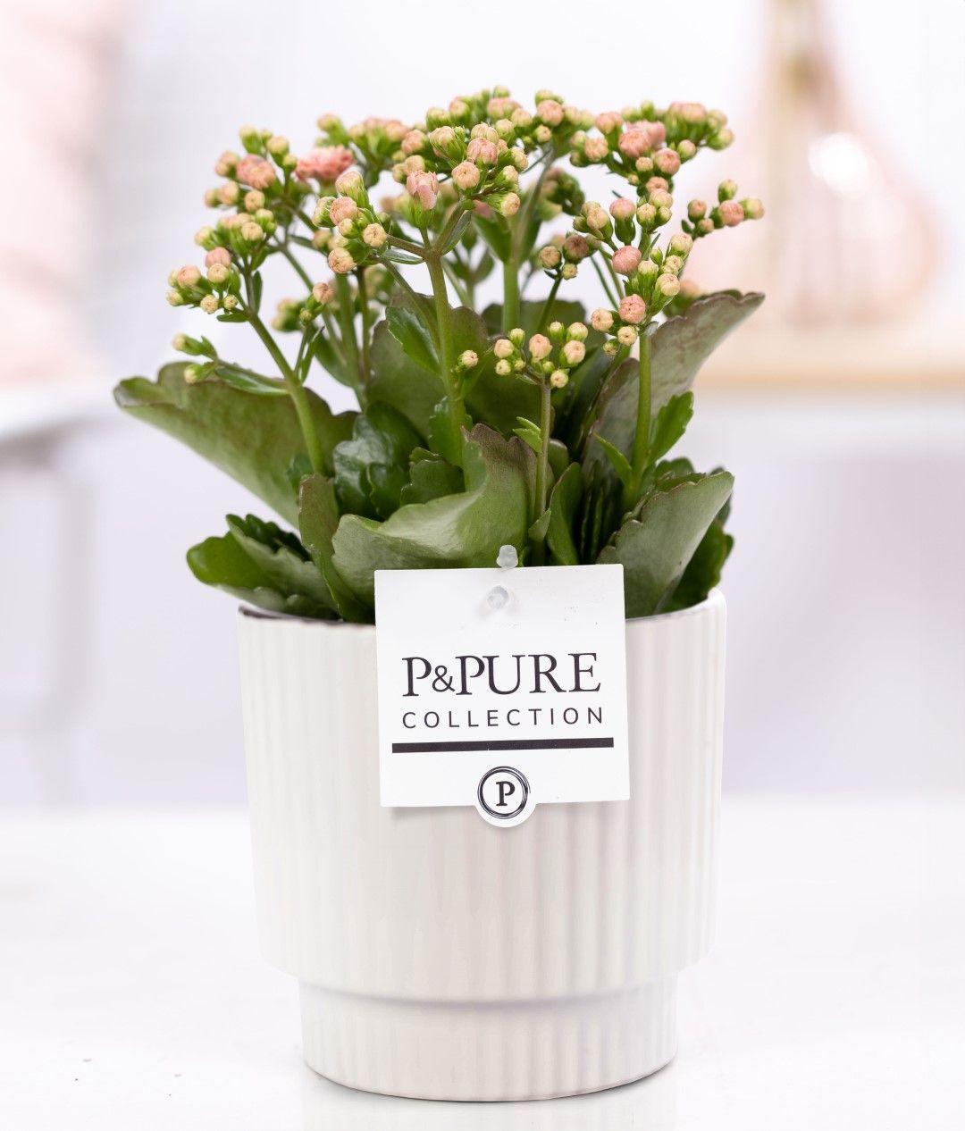 Kalanchoe Rosa In P&PURE Ivy Ceramics Shiny Weiß, Ø12 cm, 27 cm