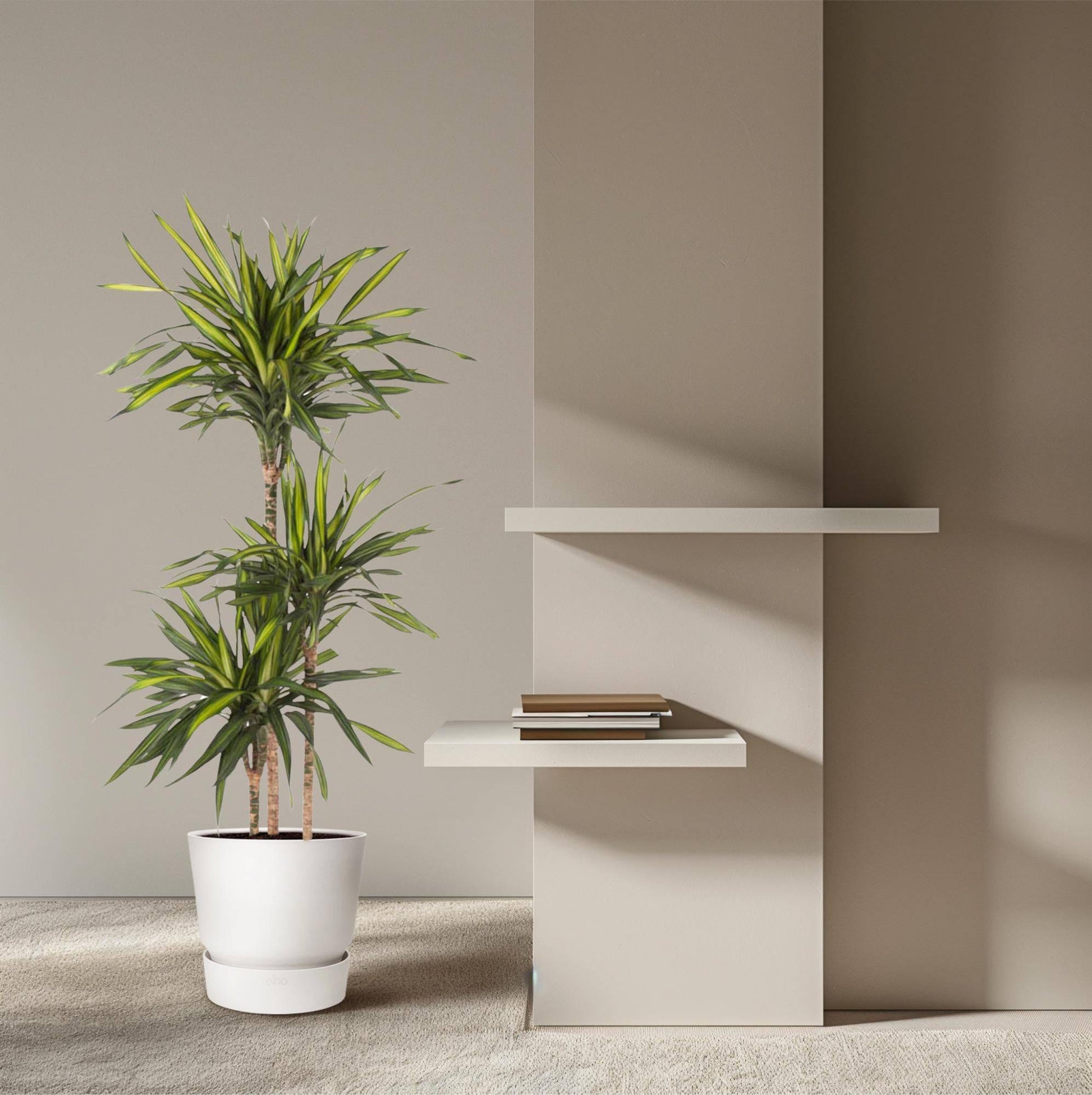 Dracaena Riki – 140 cm – Ø24 - Botanic-Vibes