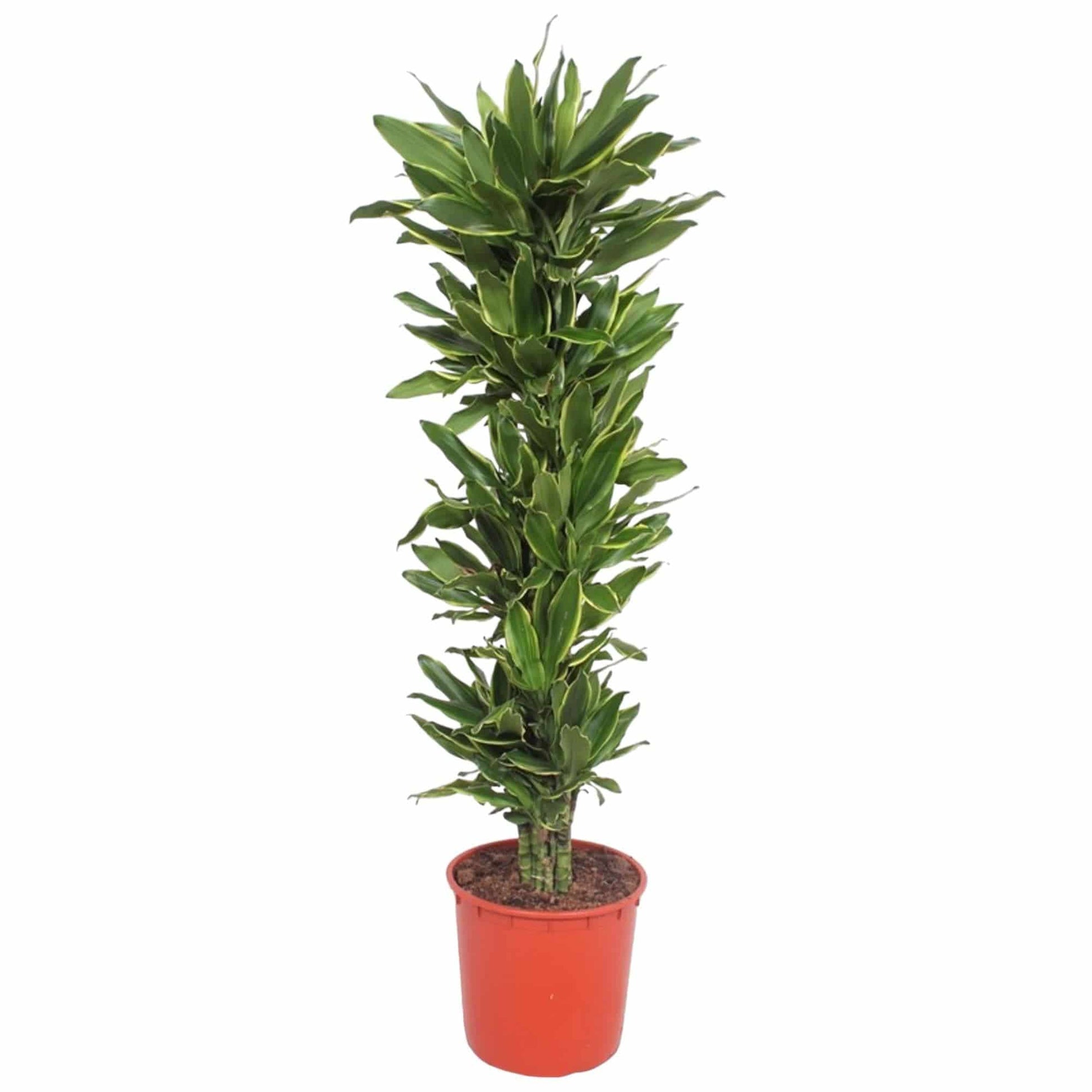 Dracaena golden coast – 200 cm – ø34 - Botanic-Vibes