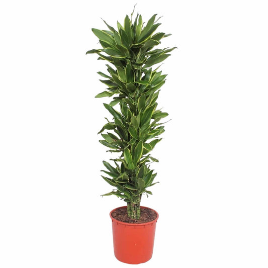 Dracaena golden coast – 200 cm – ø34 - Botanic-Vibes