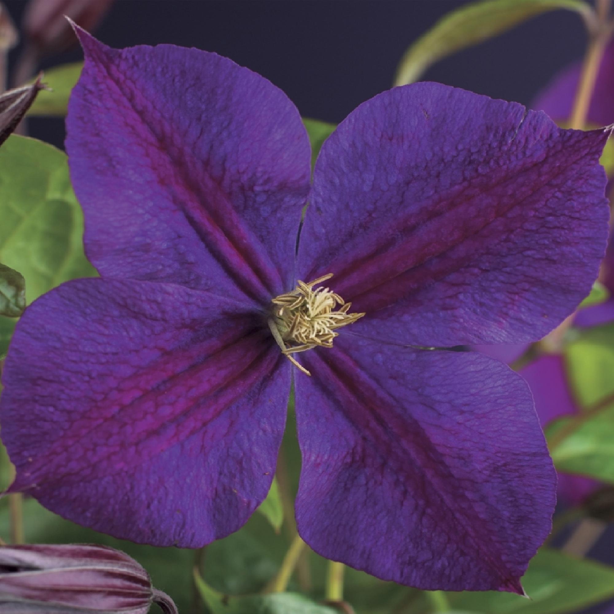 Kletterpflanze, Clematis Star of India, Blüte Rosa, Pflegeleicht, 2 Pflanzen, Topf 11 cm 40 cm