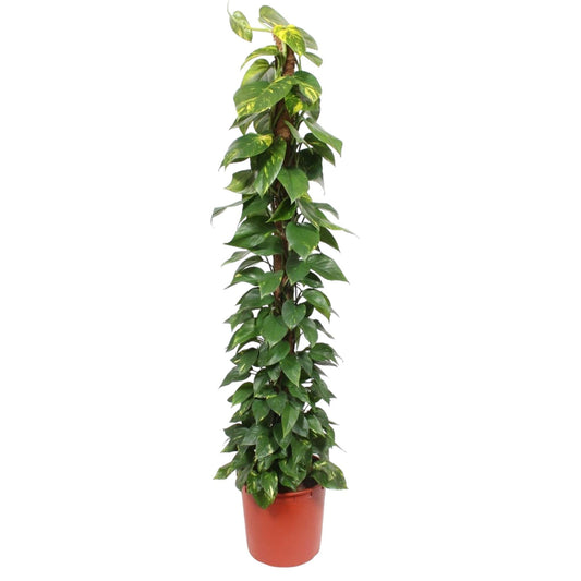 Epipremnum aureum Moosstab – 180 cm – Ø34