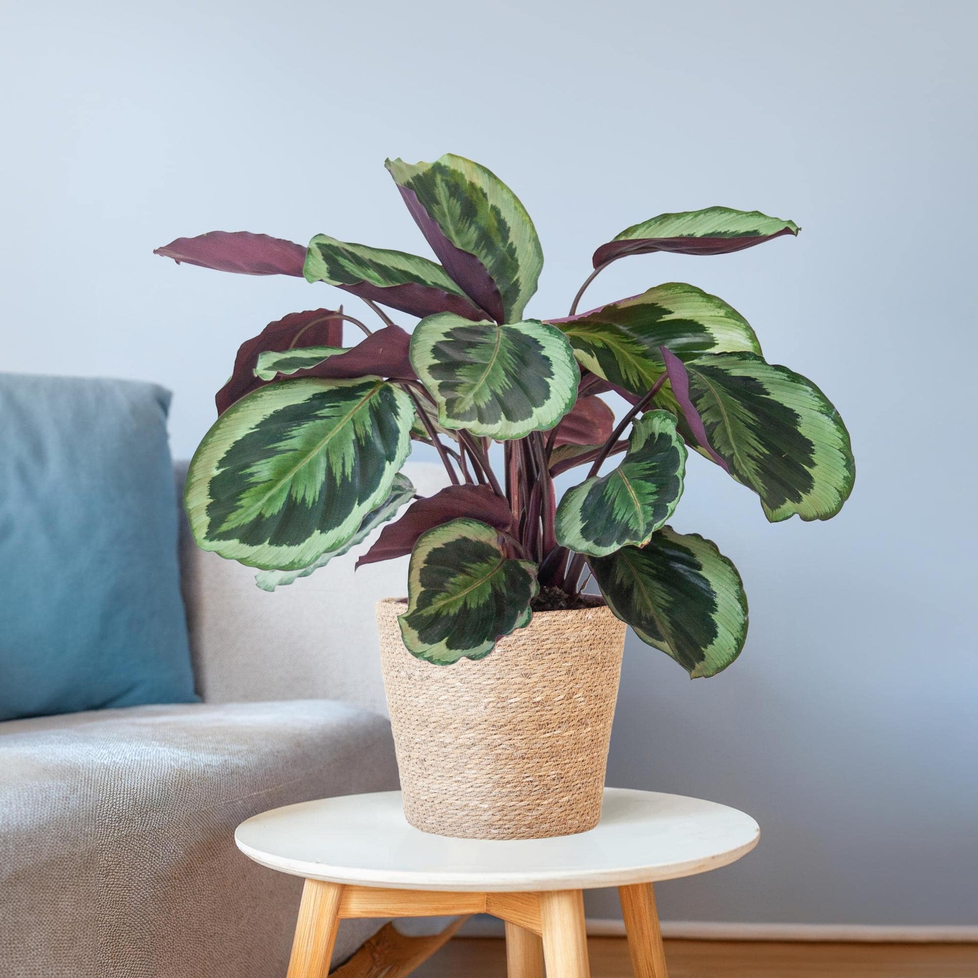 Calathea Medaillon mit Sofia-Korb natur - 65cm - Ø21 - Botanic-Vibes