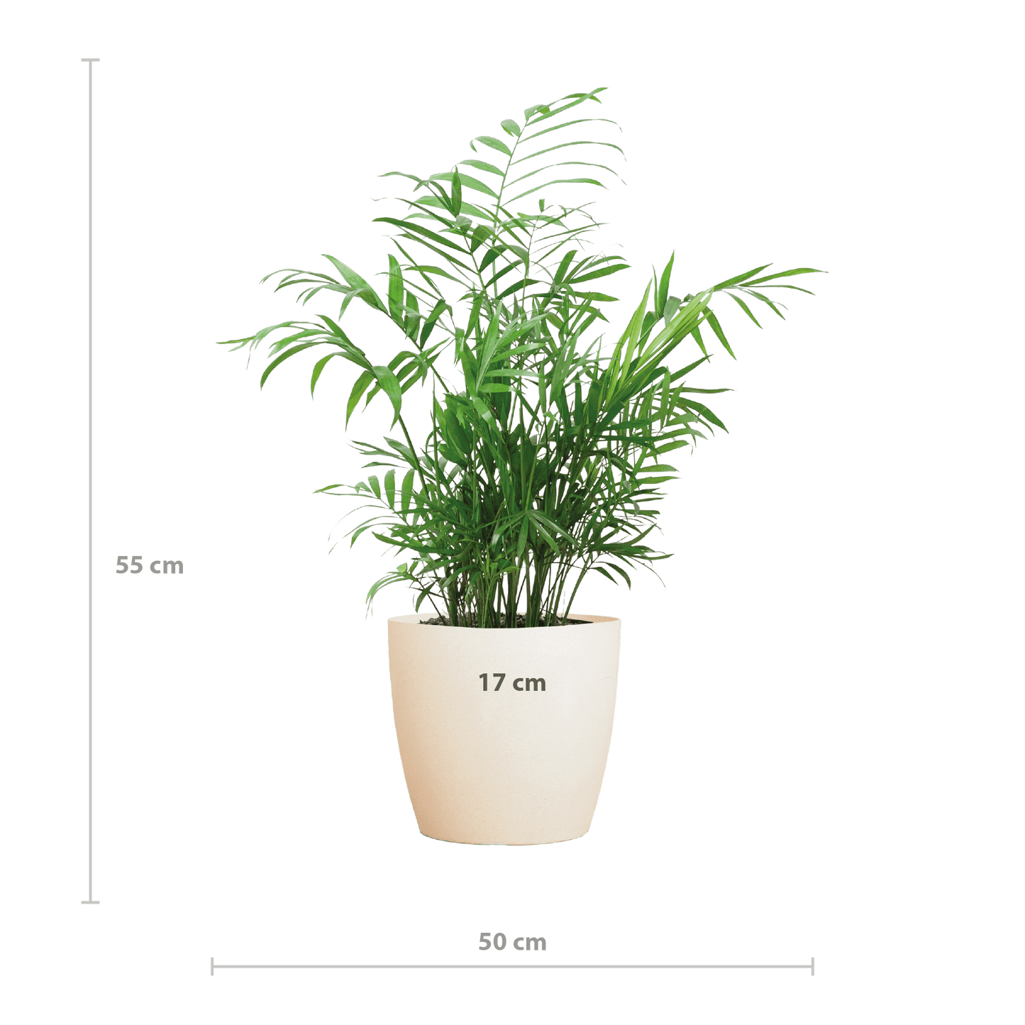 Chamadorea Elegans mit Viber weiß - 55cm - Ø17 - Botanic-Vibes