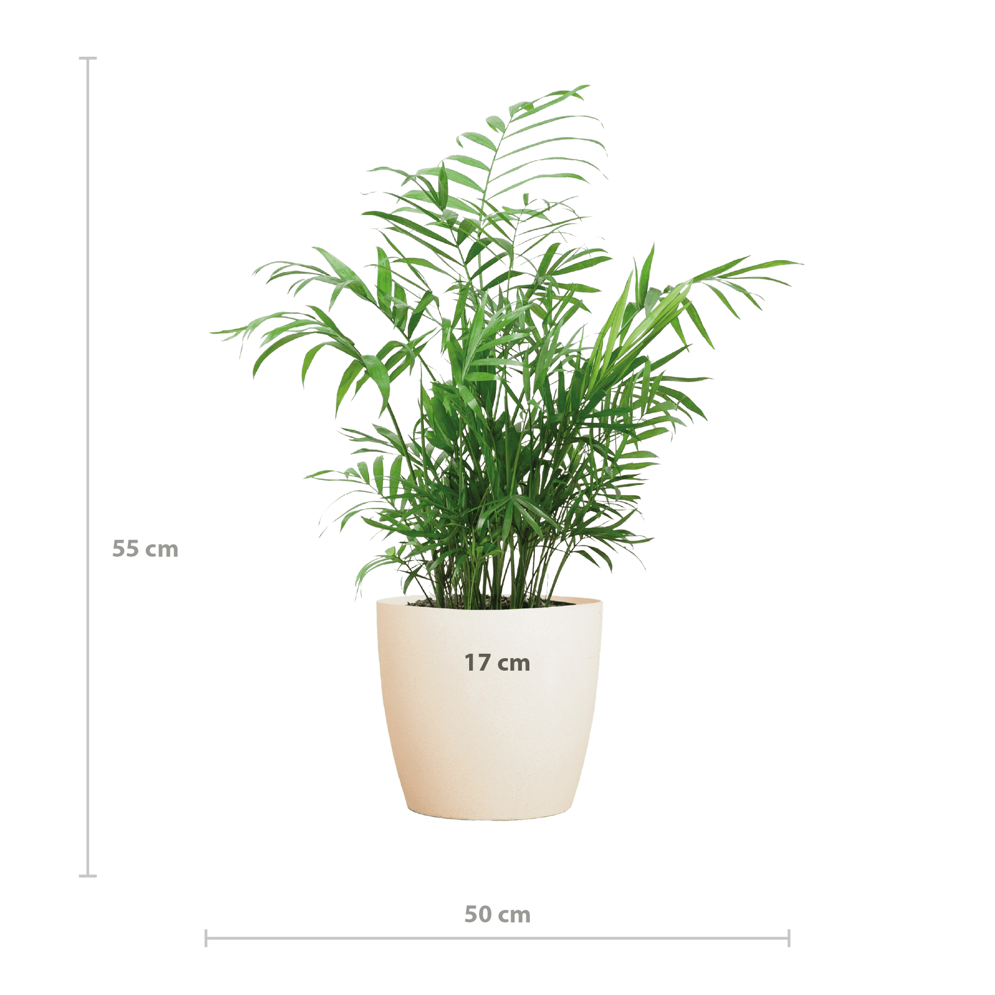 Chamadorea Elegans mit Viber weiß - 55cm - Ø17 - Botanic-Vibes