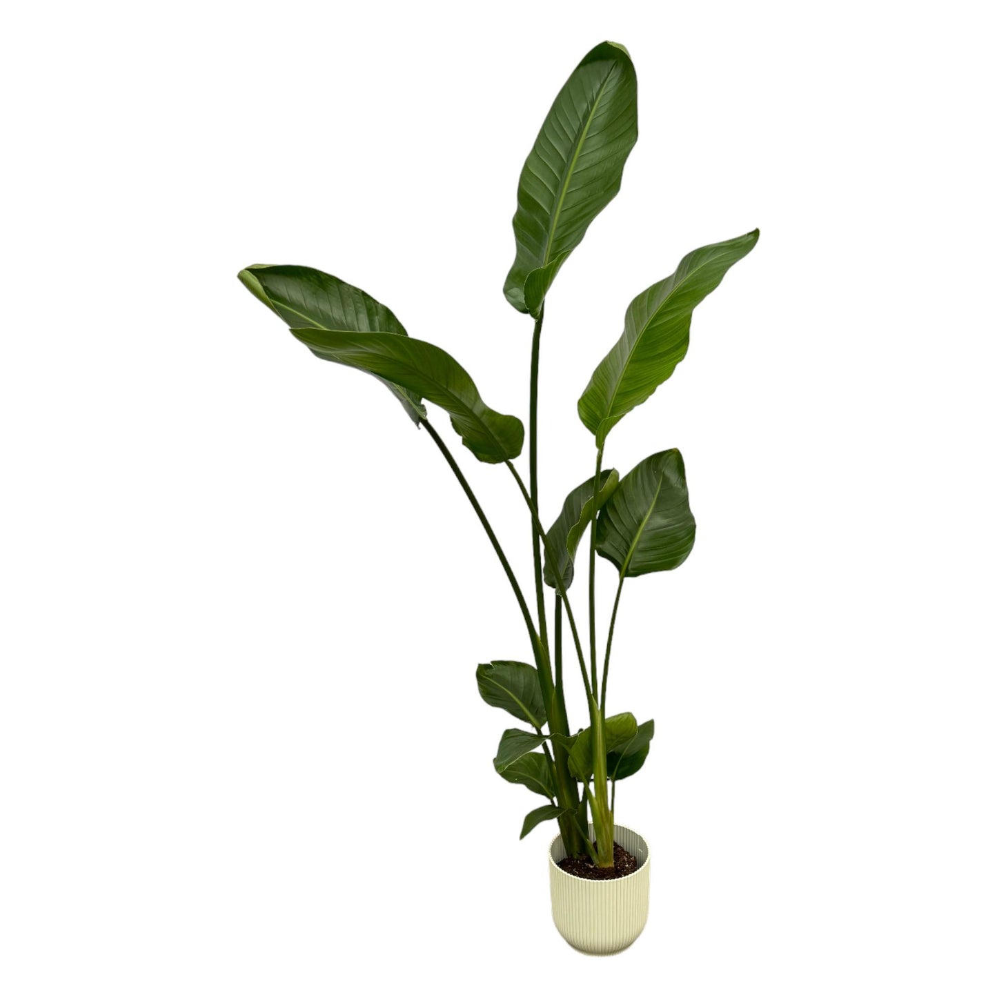 Strelitzia nicolai inklusive elho Vibes Fold Round weiß – 100 cm – Ø18