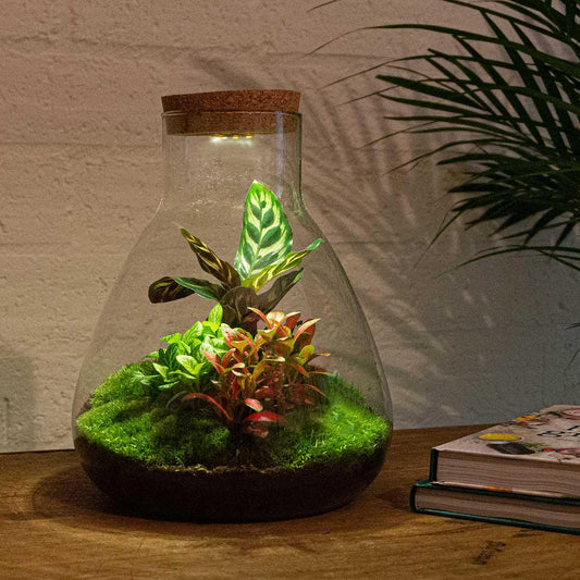 Flaschengarten – Sam Calathea mit Lampe – 30 cm – Rechen + Schaufel + Pinzette + Schere
