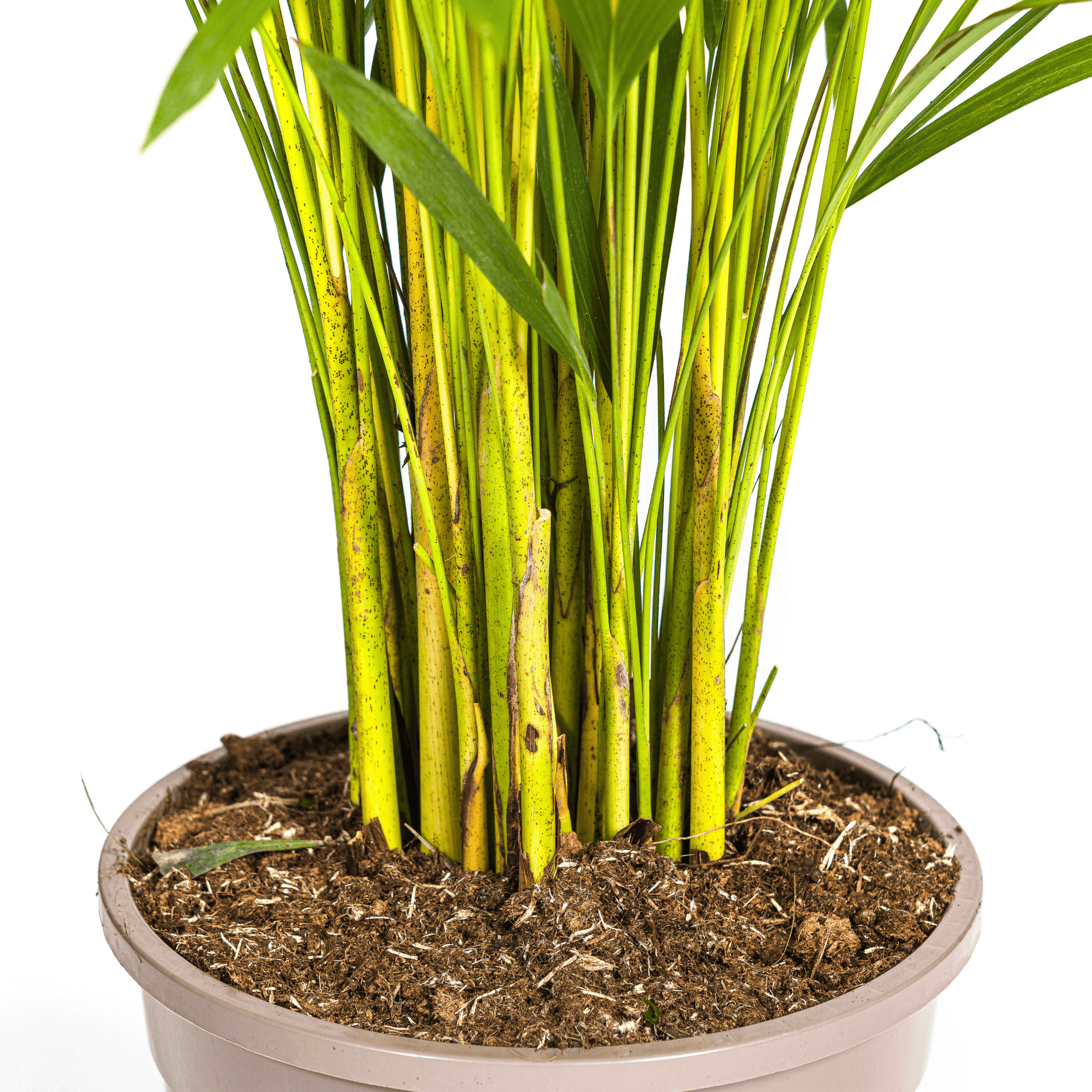 Dypsis Areca Lutescens Ø24cm - ↕120 - 140cm - Botanic-Vibes