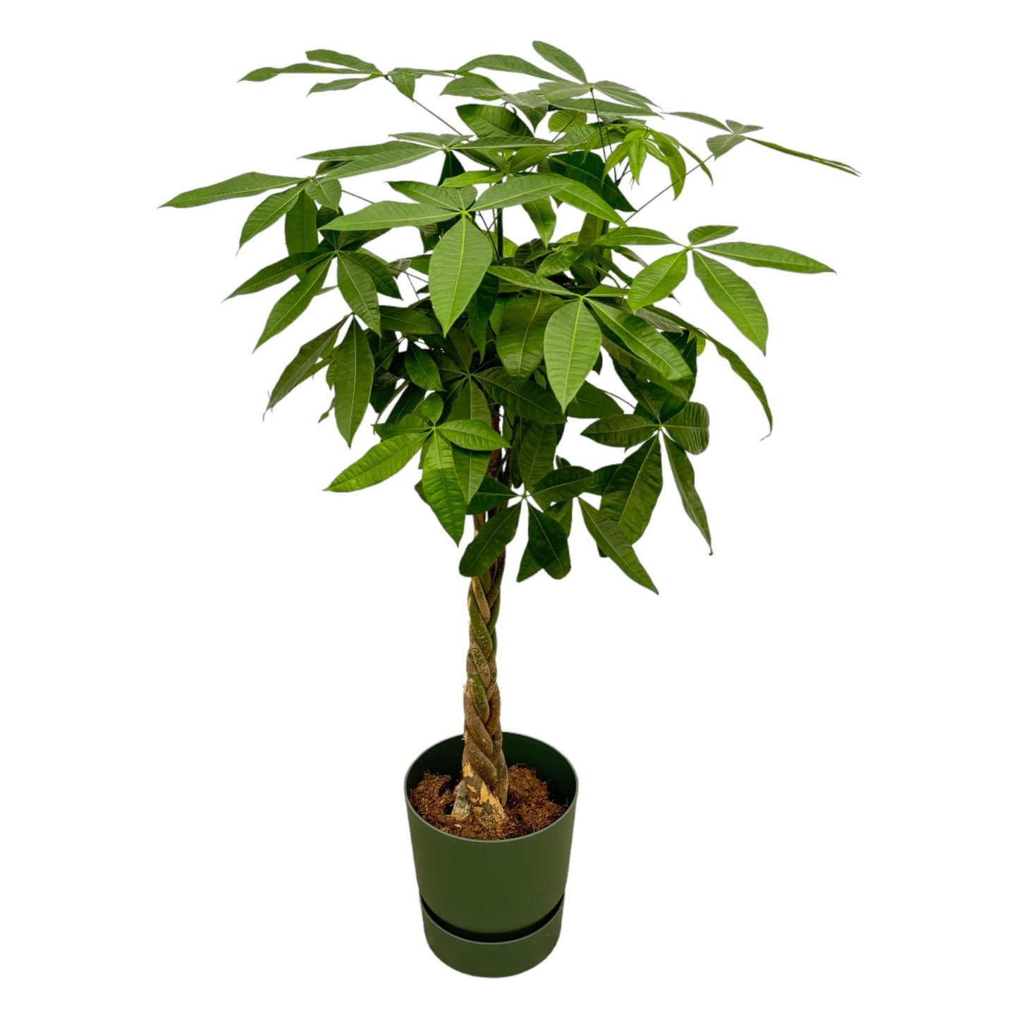 Pachira aquatica inklusive elho Greenville Round grün – 160 cm – Ø30