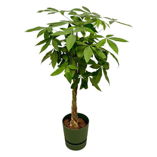 Pachira aquatica inklusive elho Greenville Round grün – 160 cm – Ø30
