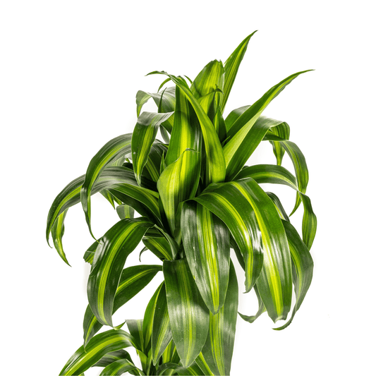 Dracaena Deremensis Hawaiian Sunshine Ø19cm - ↕70 - 90cm - Botanic-Vibes