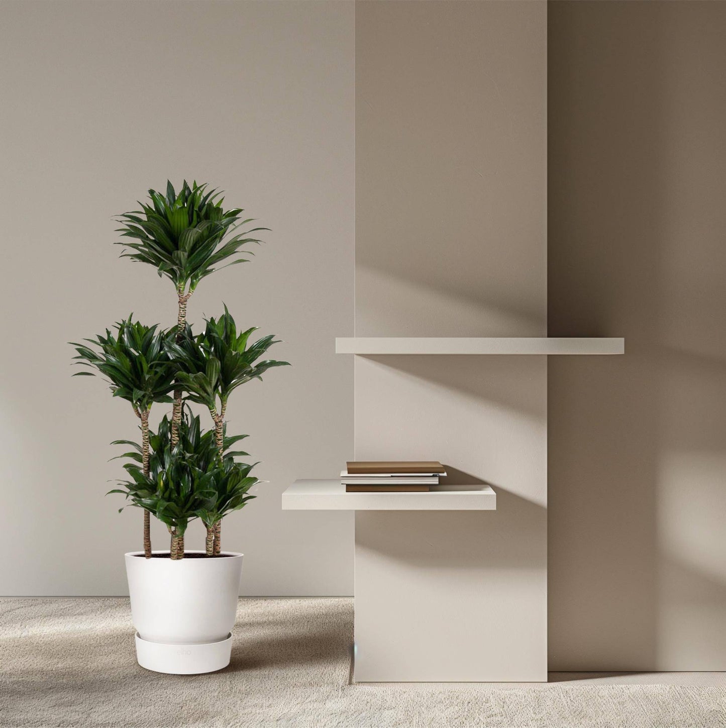 Dracaena compacta carrousel – 130 cm – ø31 - Botanic-Vibes