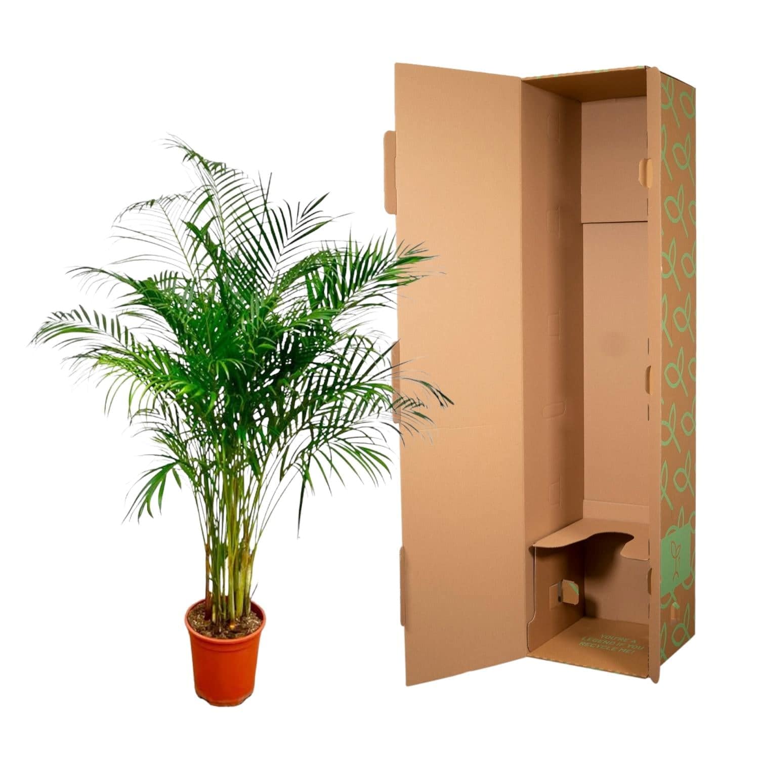 Dypsis lutescens (Areca-Palme) – 180 cm – Ø27 - Botanic-Vibes