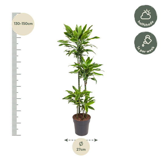 Dracaena golden coast – 140 cm – ø27 - Botanic-Vibes