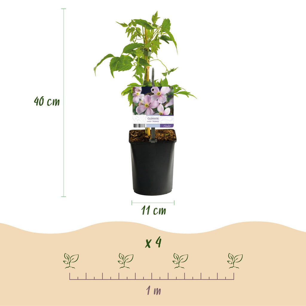 Kletterpflanze, Clematis montana Rubens, Blüte Rosa, Frühblühend, Wenig Pflege, 2 Pflanzen, Topf 11 cm 40 cm