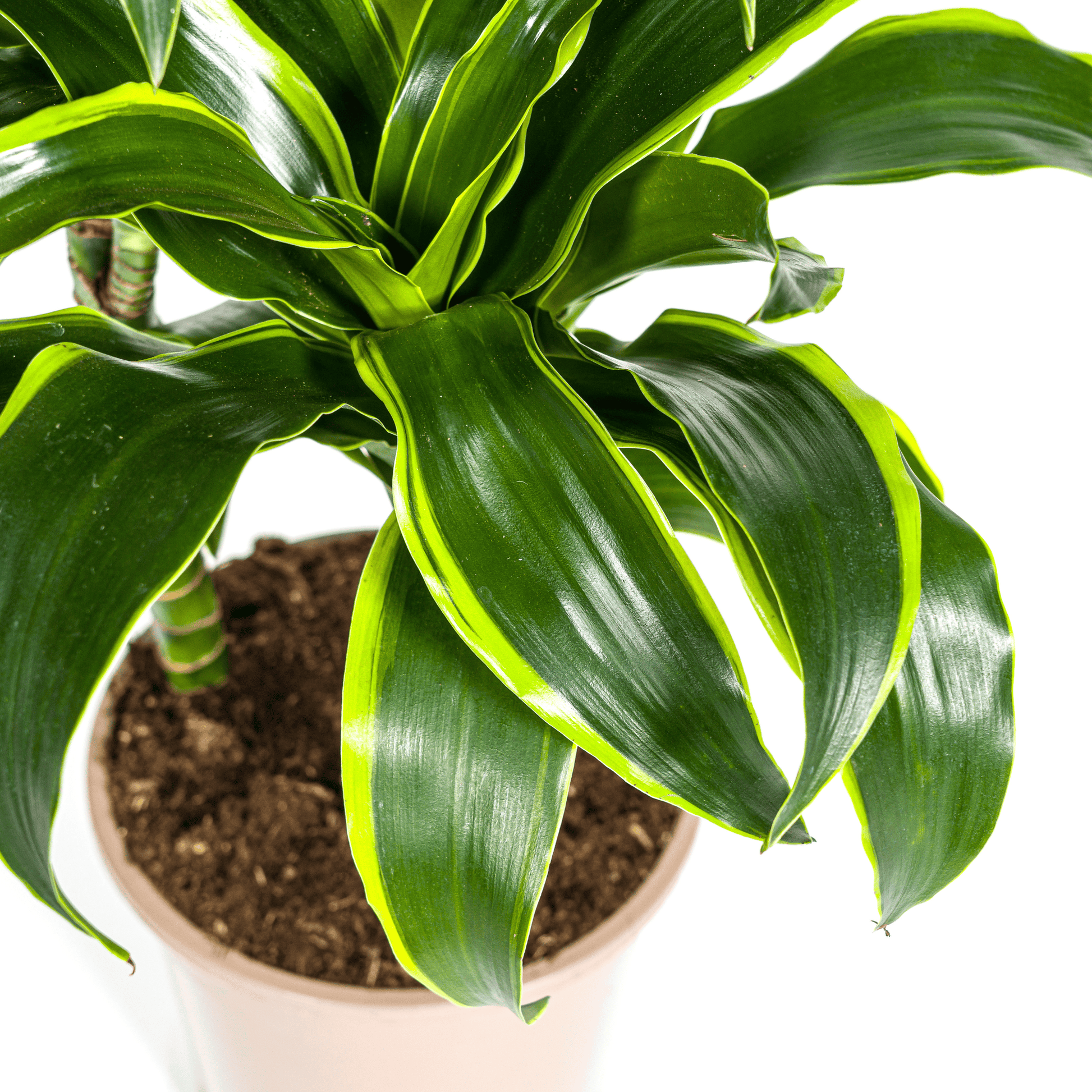 Dracaena Deremensis Dorado Ø21cm - ↕100 - 120cm - Botanic-Vibes