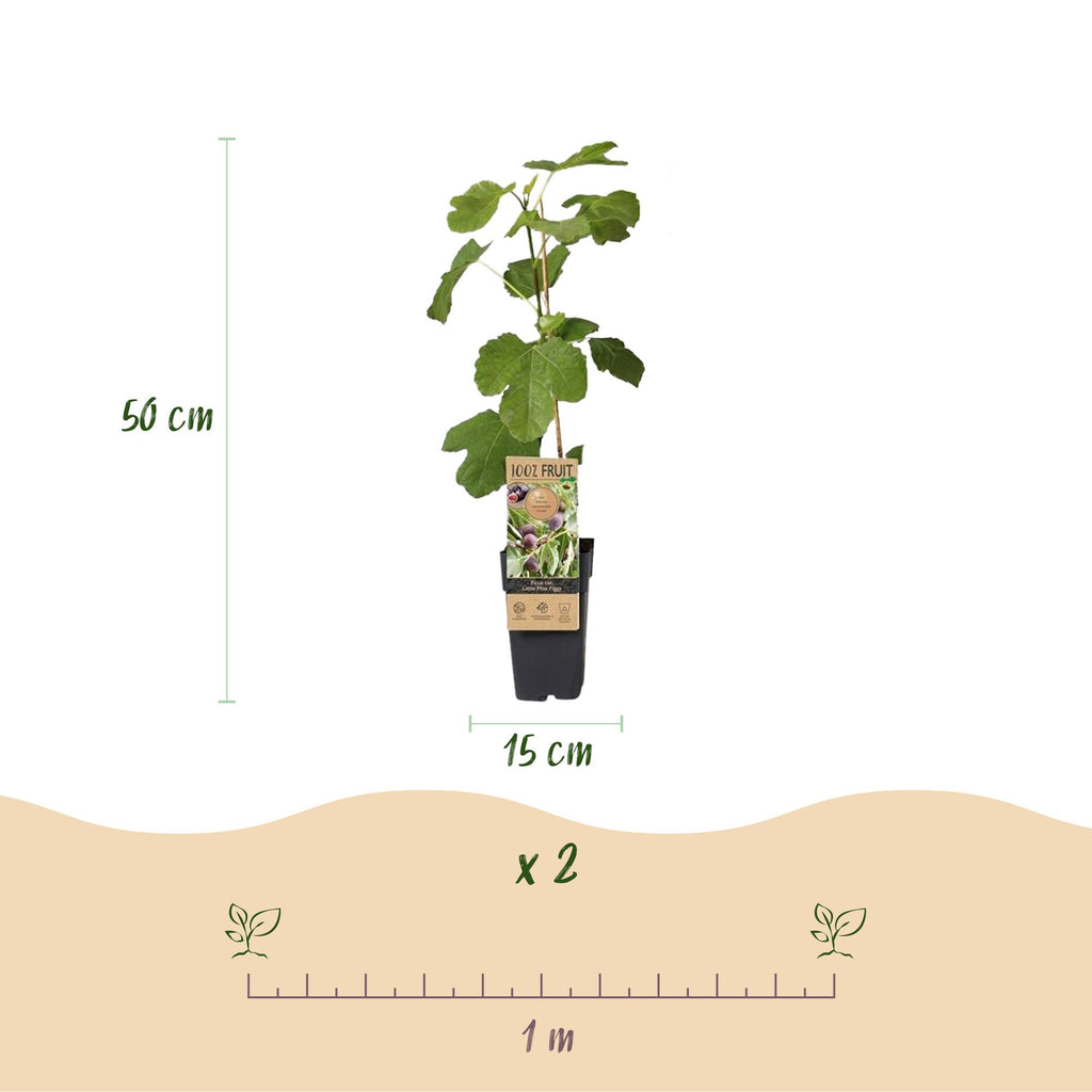 Obstbaum, Ficus caria Little miss Figgy, Feigenbaum, Winterhart, Rote Frucht, 2 Pflanzen, Topf 15 cm, 50 cm