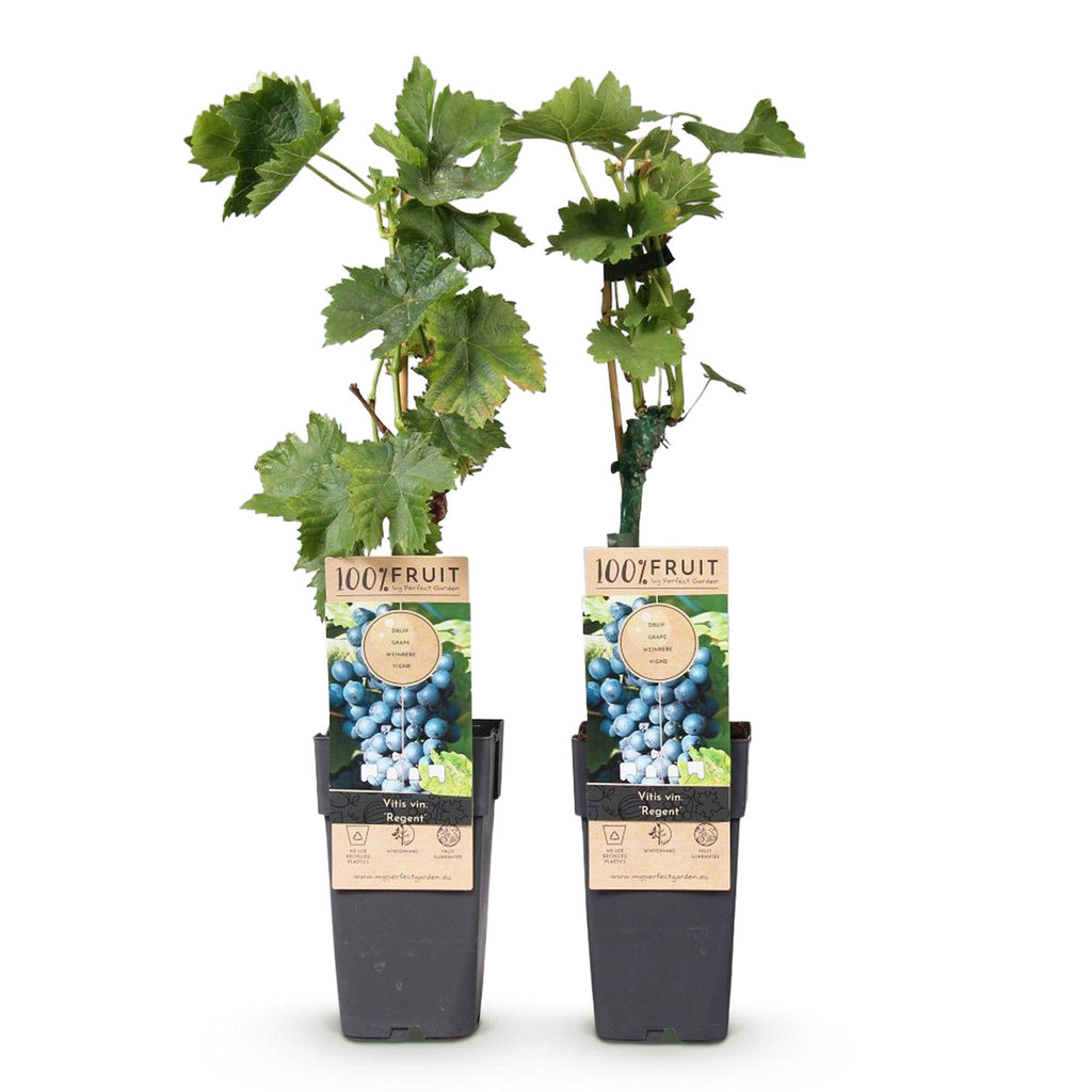 Obstpflanze, Vitis vinifera Regent, Weinrebe, Veredelt, Blaue Traube, 2 Pflanzen, Topf 15 cm, 50 cm