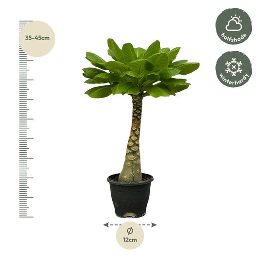 Birghamia Insignis – 25 cm – ø12
