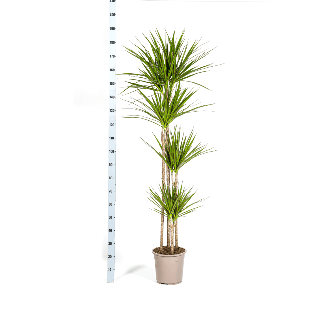 Dracaena Marginata Green Ø27cm - ↕170 - 190cm - Botanic-Vibes