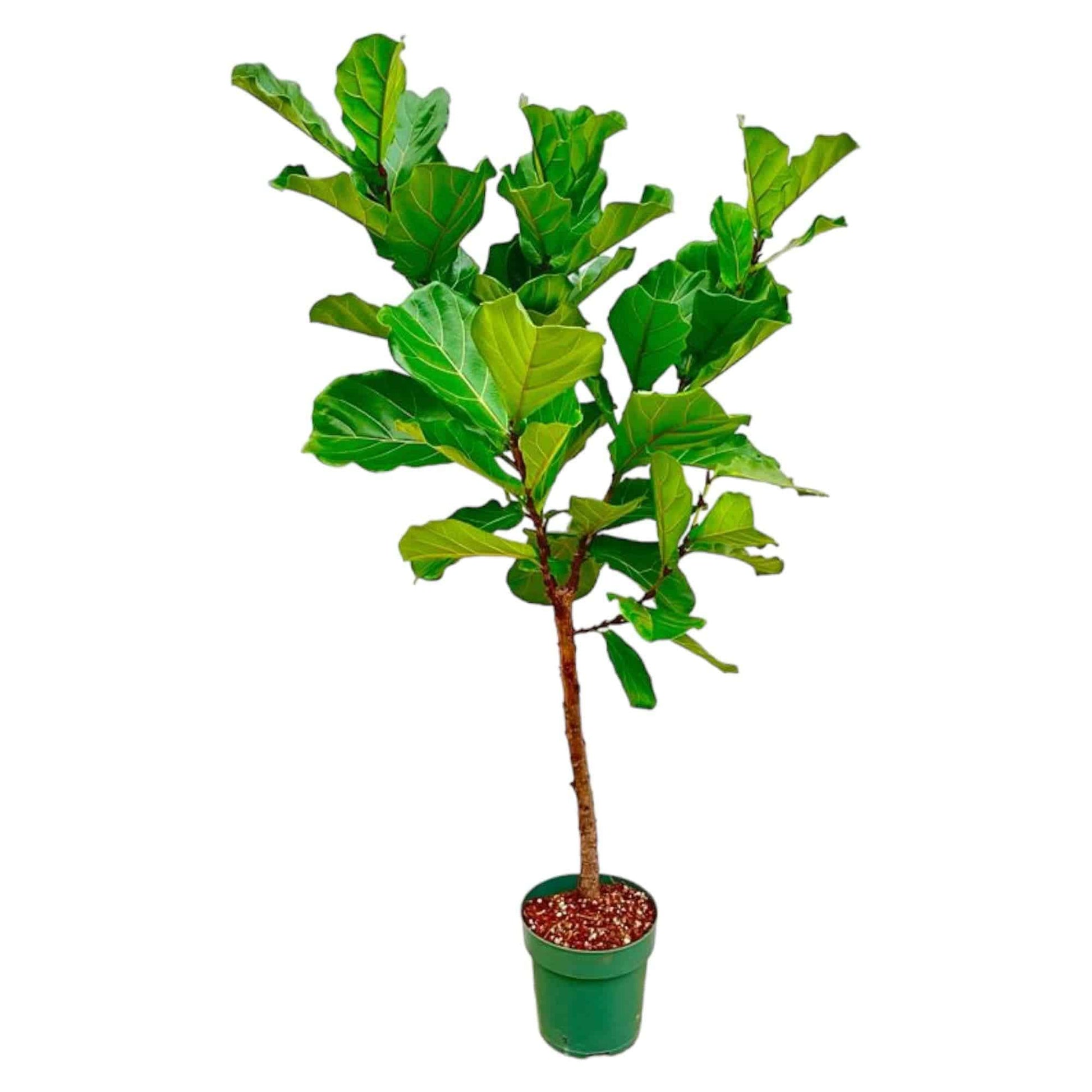 Ficus Lyrata-Stamm – 170 cm – Ø30 - Botanic-Vibes
