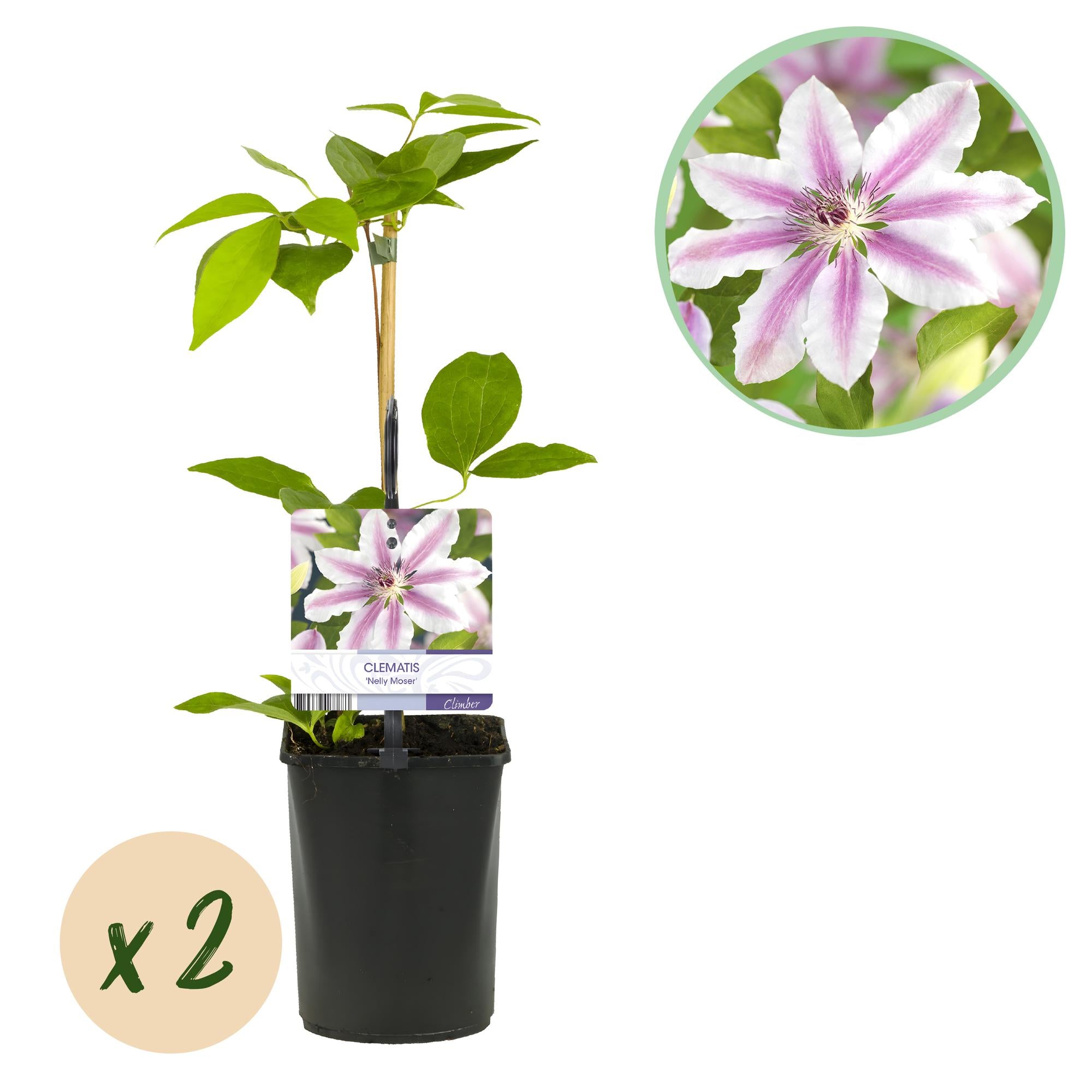 Kletterpflanze, Clematis Nelly Moser, Blüte Rosa, Wenig Pflege, 2 Pflanzen, Topf 11 cm 40 cm