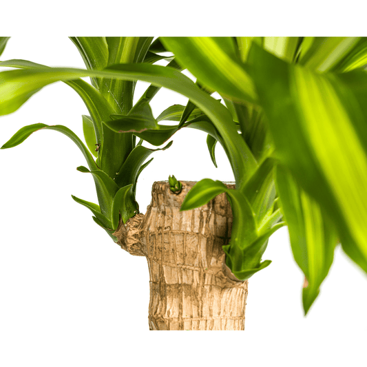 Dracaena Fragrans Massangeana Ø21cm - ↕90 - 110cm - Botanic-Vibes