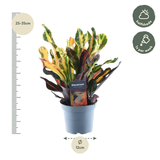 Codiaeum variegatum 'Mammi' – 30 cm – Ø12