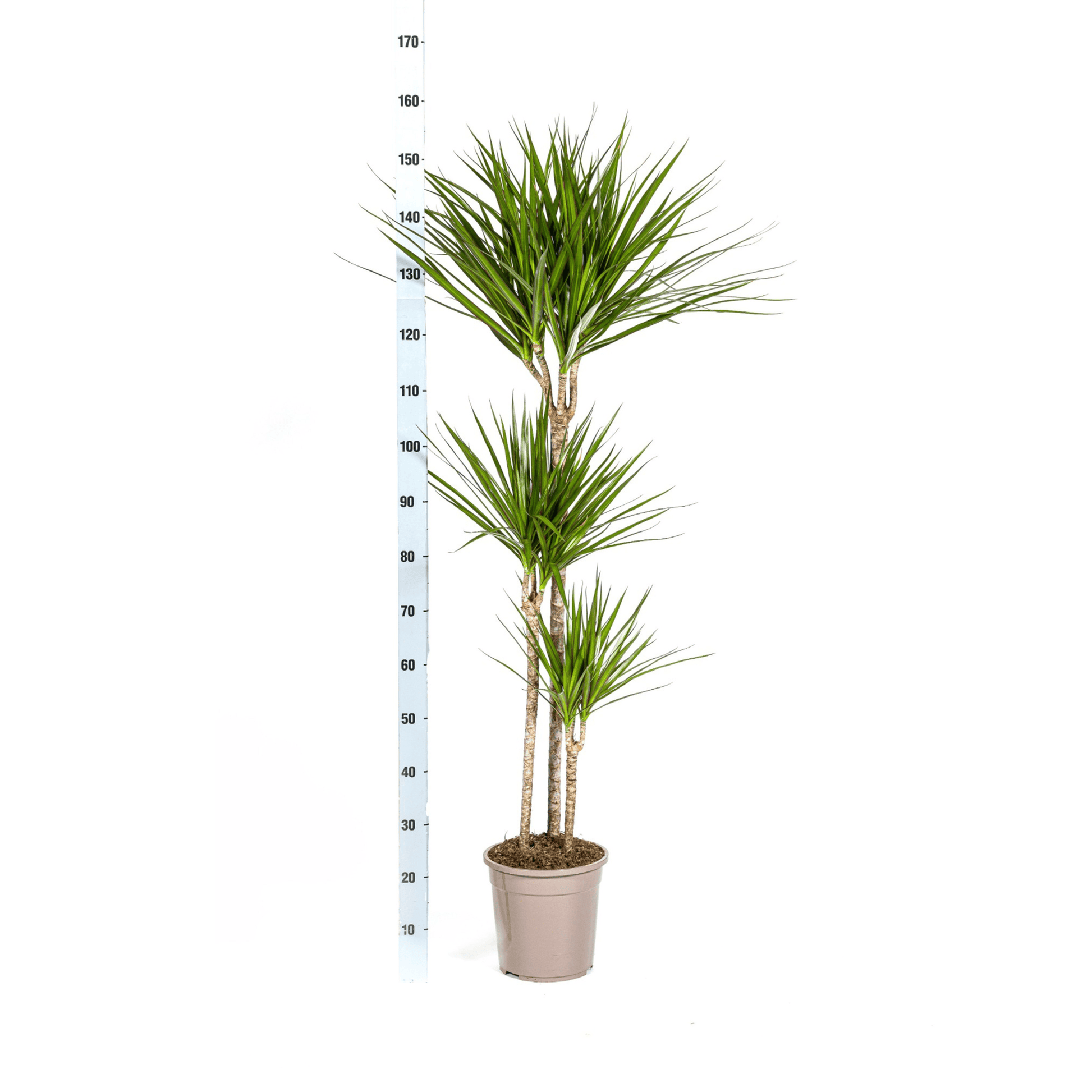 Dracaena Marginata Green Ø24cm - ↕130 - 150cm - Botanic-Vibes