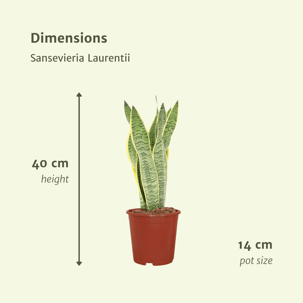 2x Sansevieria Laurentii, Frauenzunge, 40 cm, Ø14 cm
