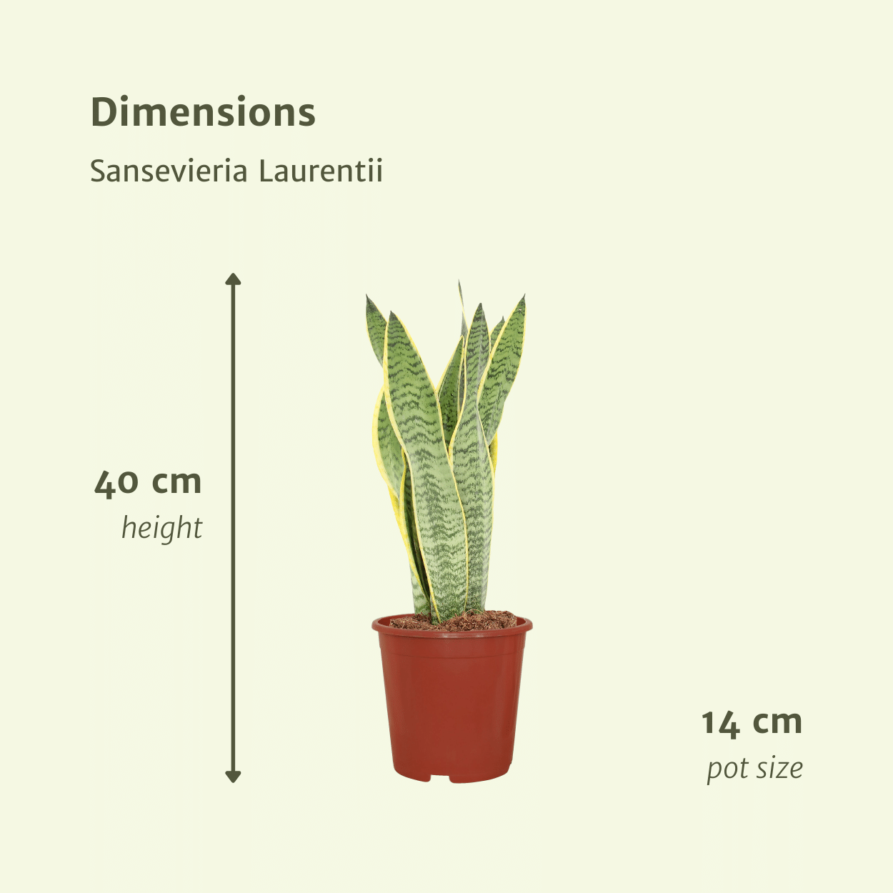 2x Sansevieria Laurentii, Frauenzunge, 40 cm, Ø14 cm