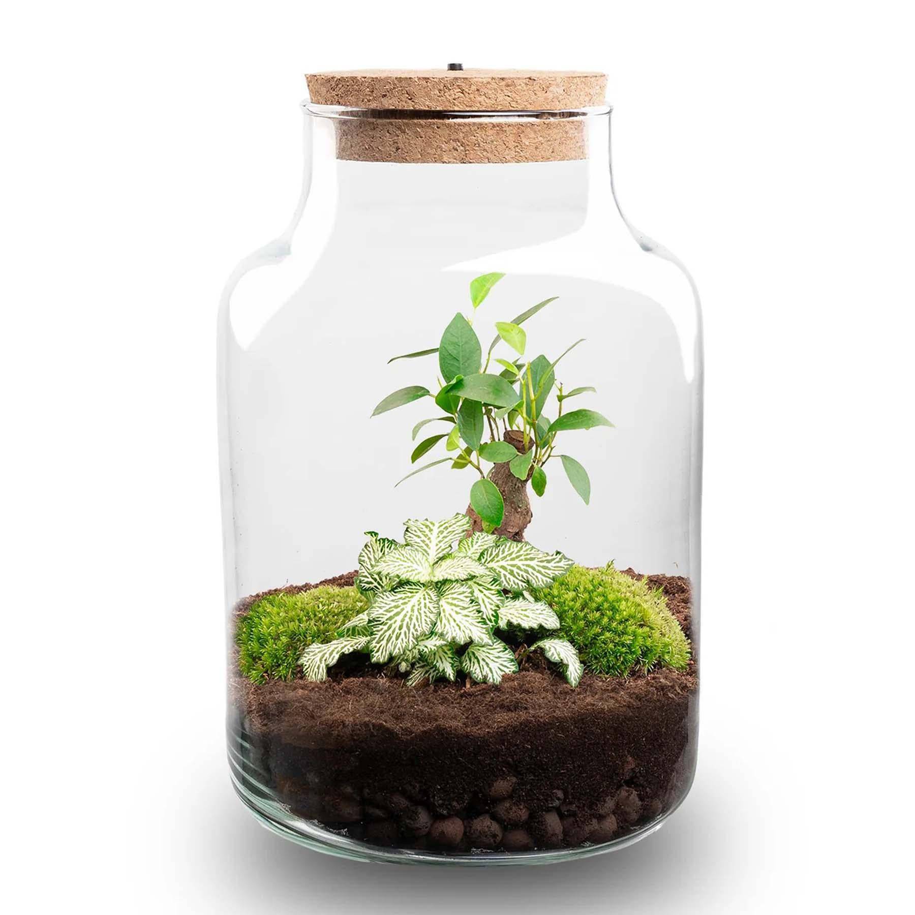 Terrarium „Little Milky“ – mit LED-Lampe – 25 cm - Botanic-Vibes