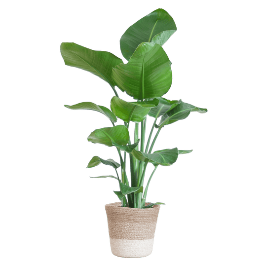 Strelitzia Nicolai met Lissabon mand wit - 80cm - Ø19 - Botanic-Vibes