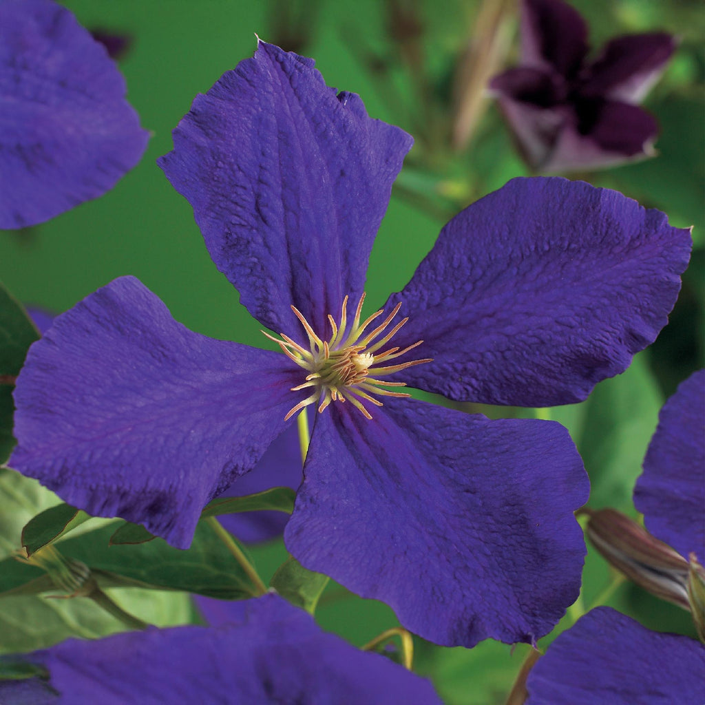 Kletterpflanze, Clematis Jackmanii, Blüte Blau, Wenig Pflege, 2 Pflanzen, Topf 11 cm 40 cm