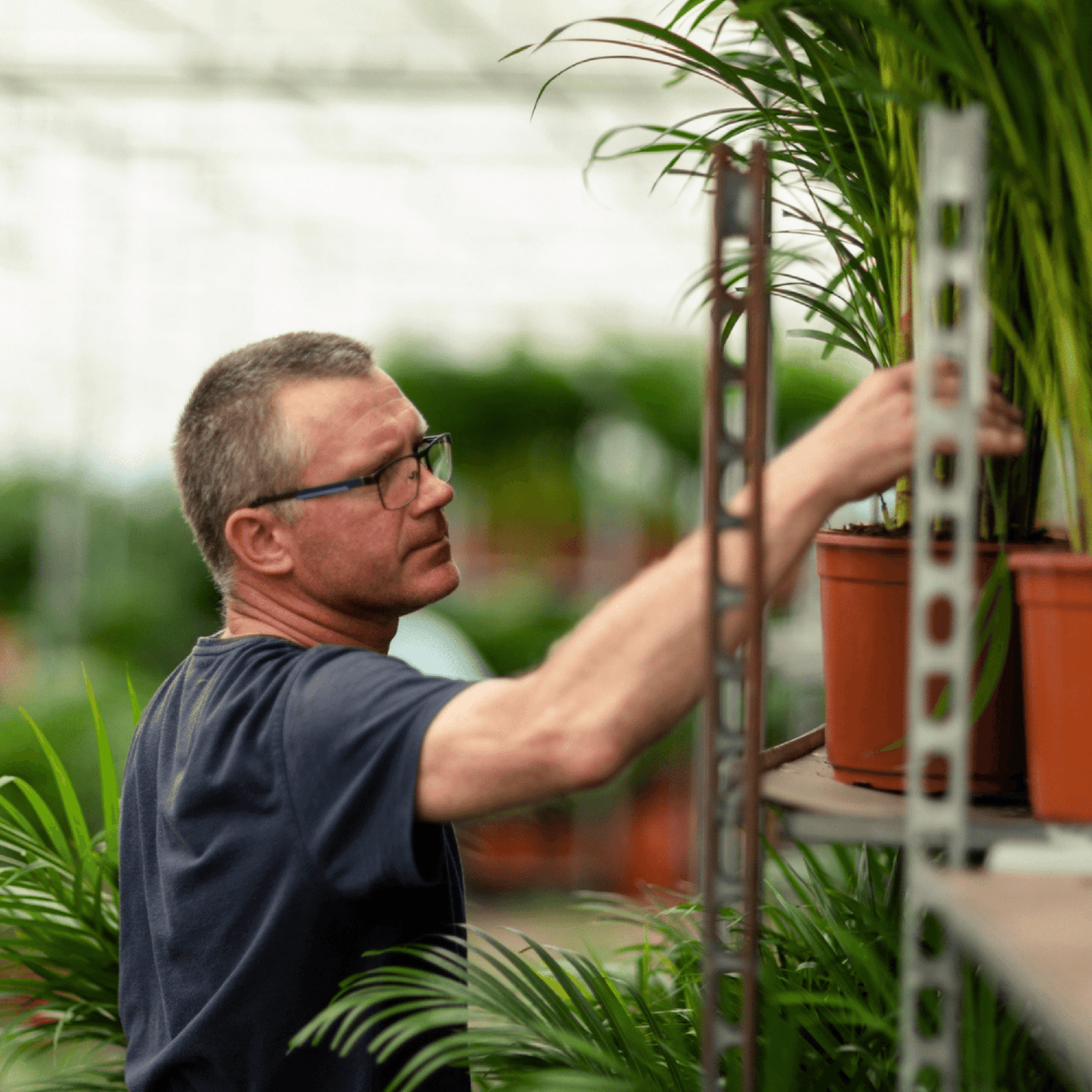 Dracaena Marginata – Ø19 – 100 cm - Botanic-Vibes