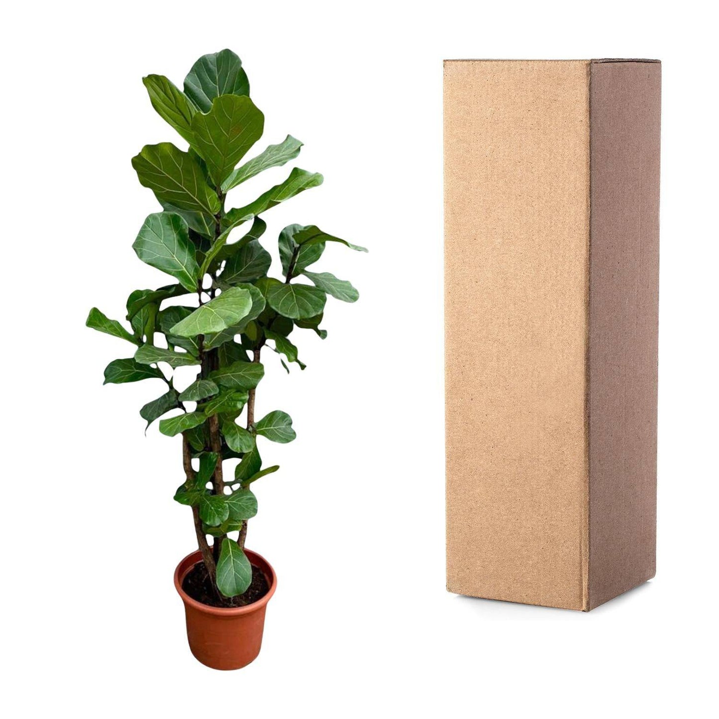 Ficus Lyrata verzweigt XXL – 220 cm – Ø40 - Botanic-Vibes