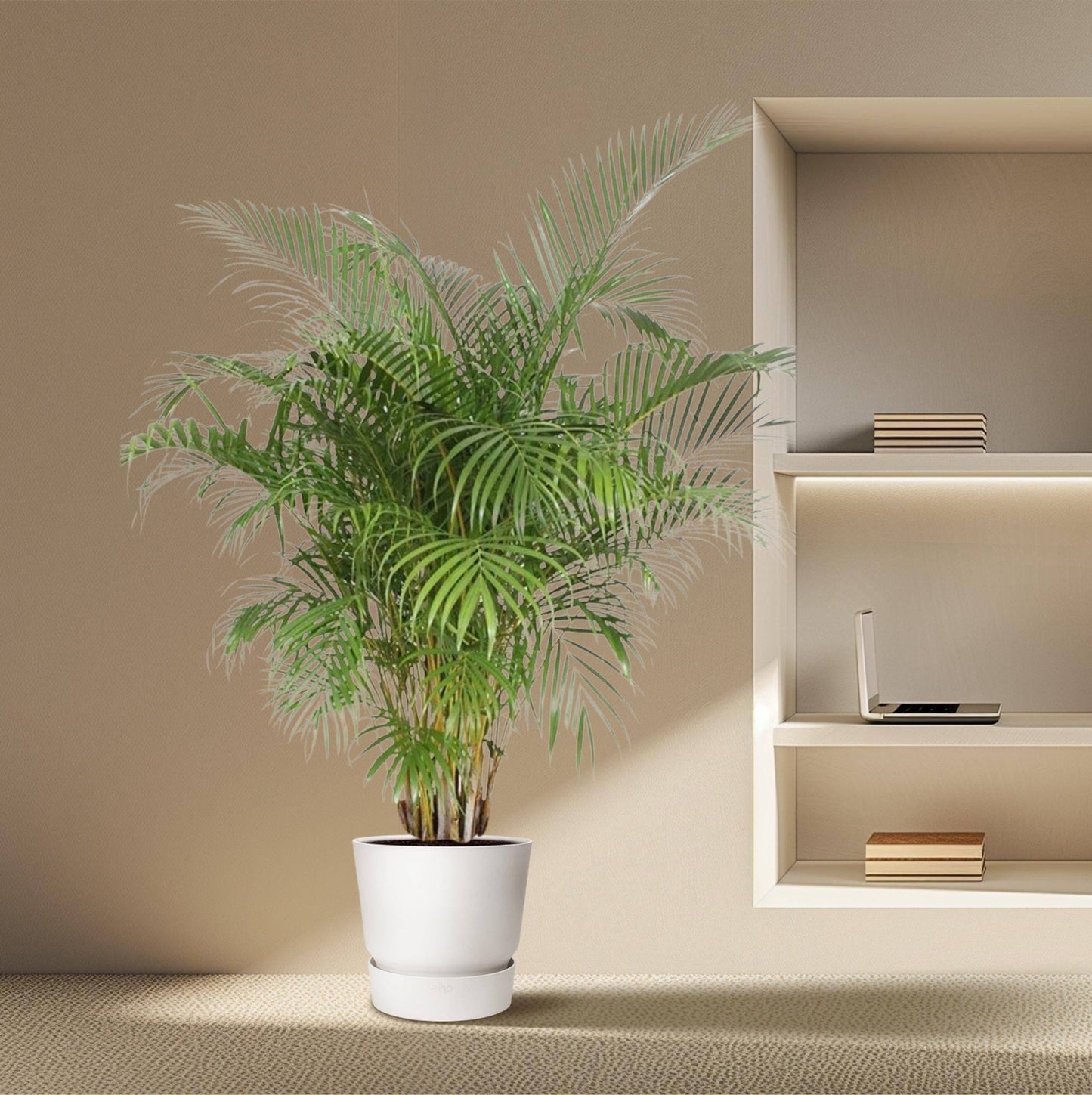 Dypsis lutescens (Areca-Palme) – 200 cm – Ø40 - Botanic-Vibes